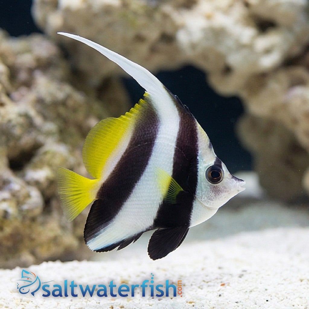 Black & White Heniochus Butterfly - Red Sea