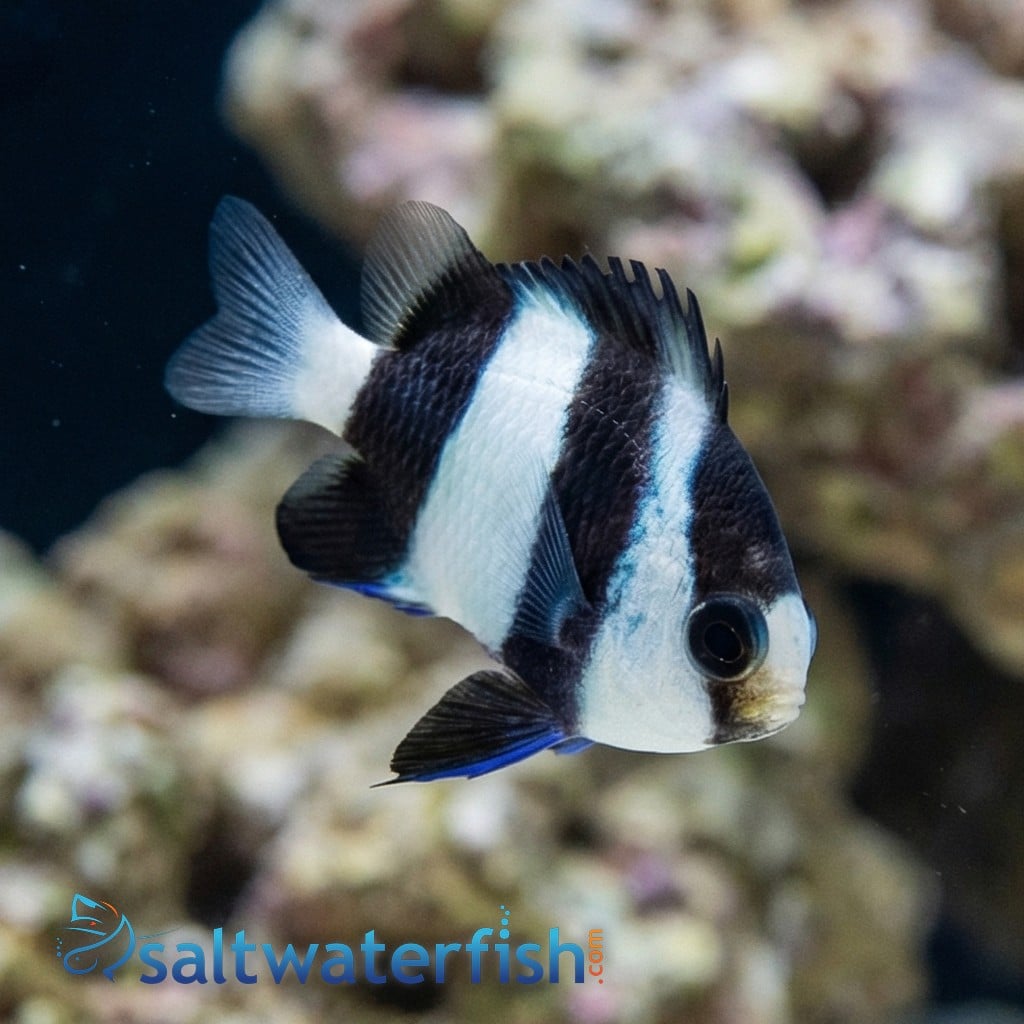 3 Stripe Damsel