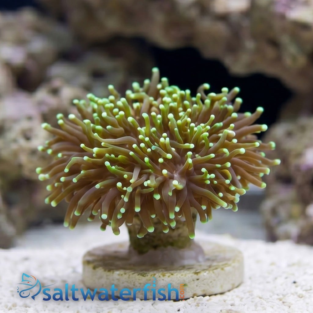 Torch Coral: Dark Green Gradient - Aquacultured