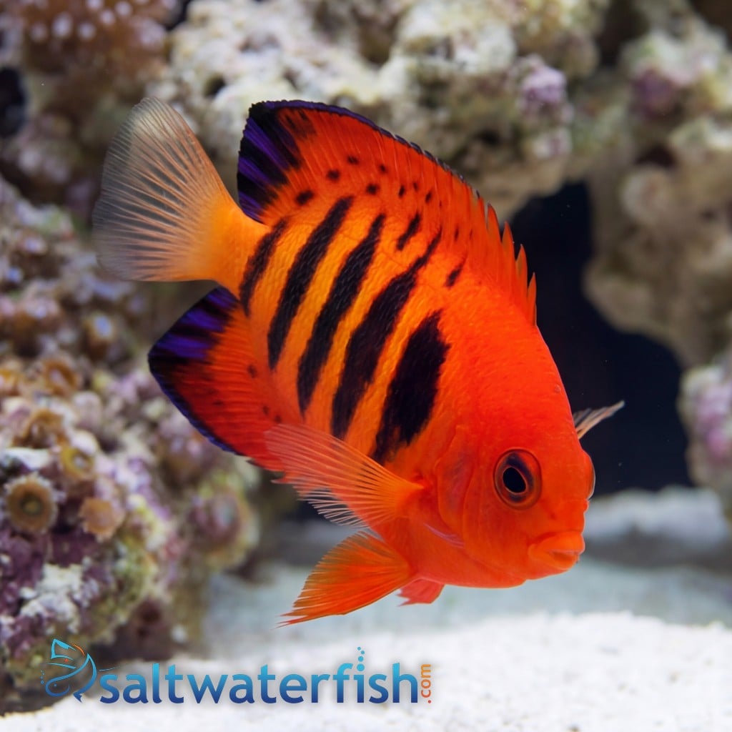 Flame Angelfish