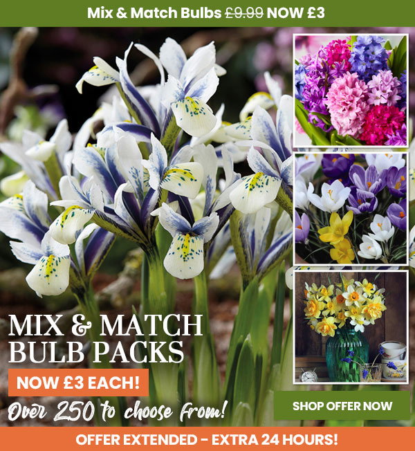 Mix & Match Bulbs
