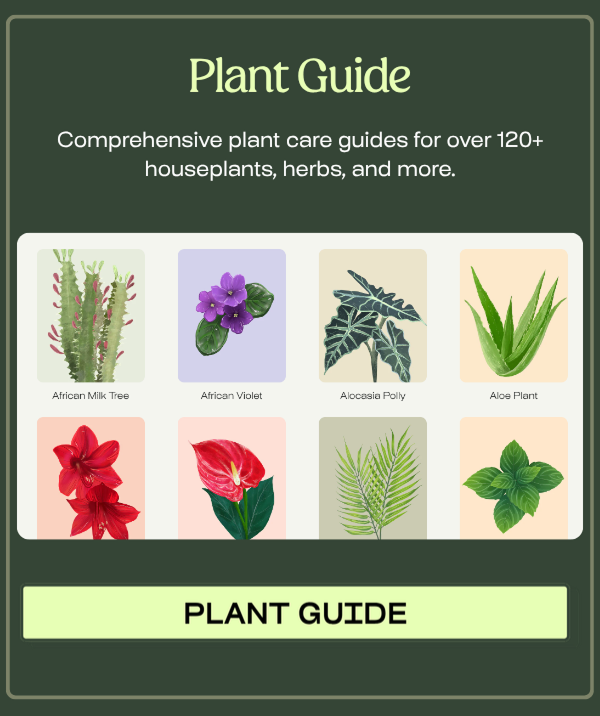 Plant Guide >