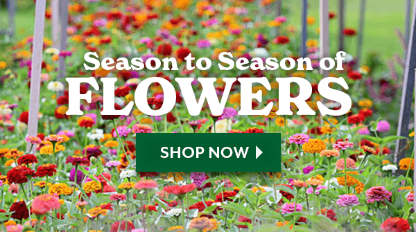 Exclusive Seed Bundles