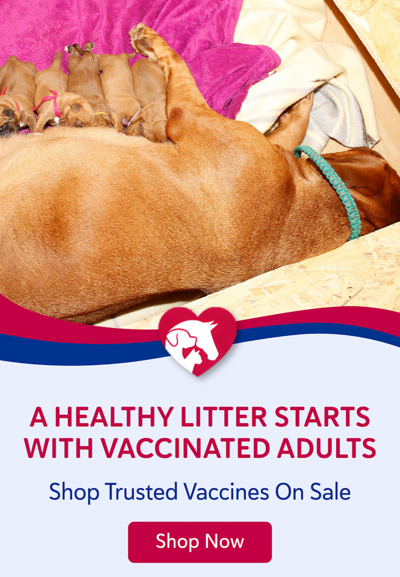 A healthy litter starts with vaccinated adults. Shop trusted vaccines on sale.