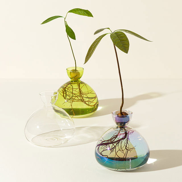 Avocado Vase