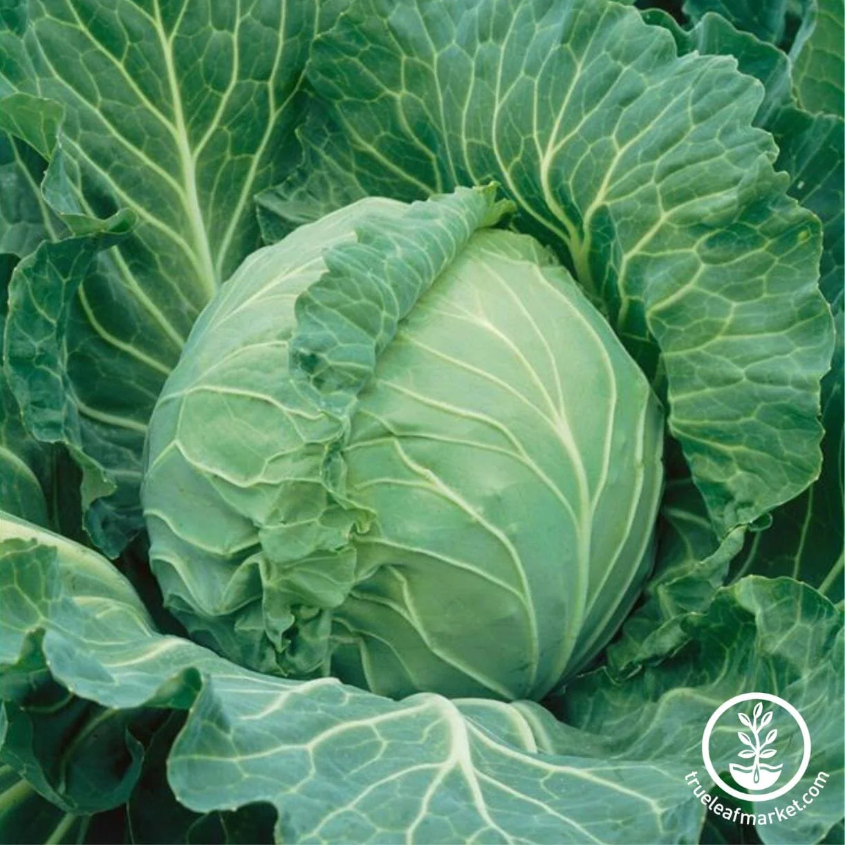 Cabbage Seeds - Copenhagen Market