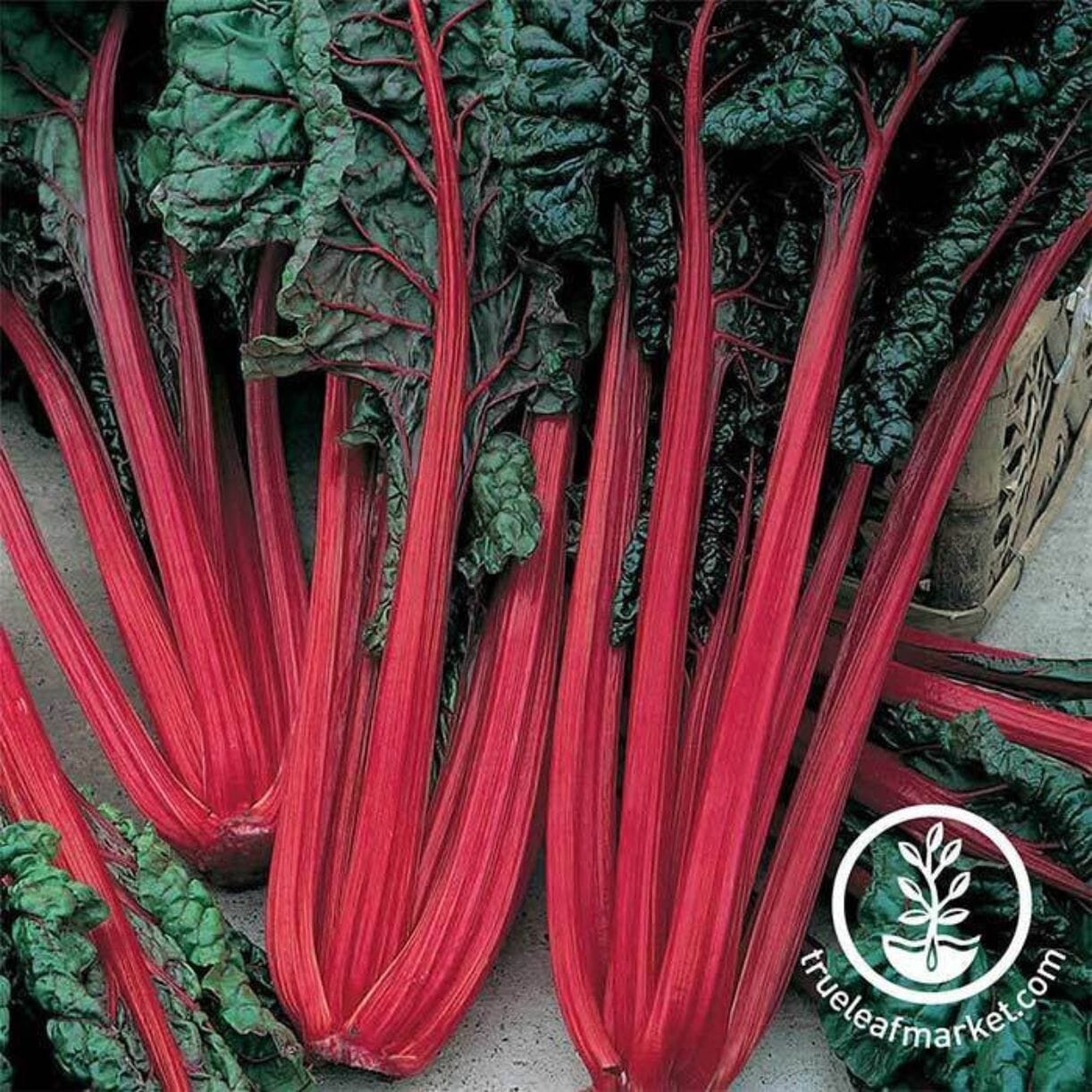 Swiss Chard Seeds - Ruby Red