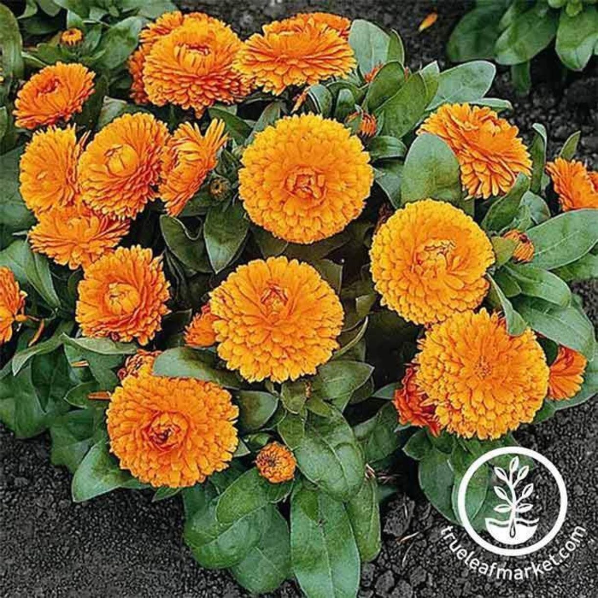 Calendula Seeds - Bon Bon Series