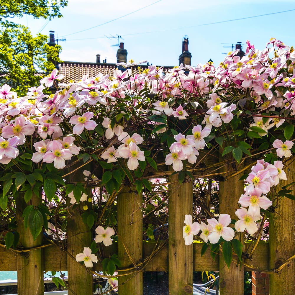 Clematis 'Mayleen'