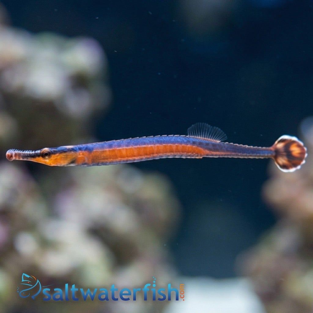 Blue-Stripe Pipefish - Red Sea