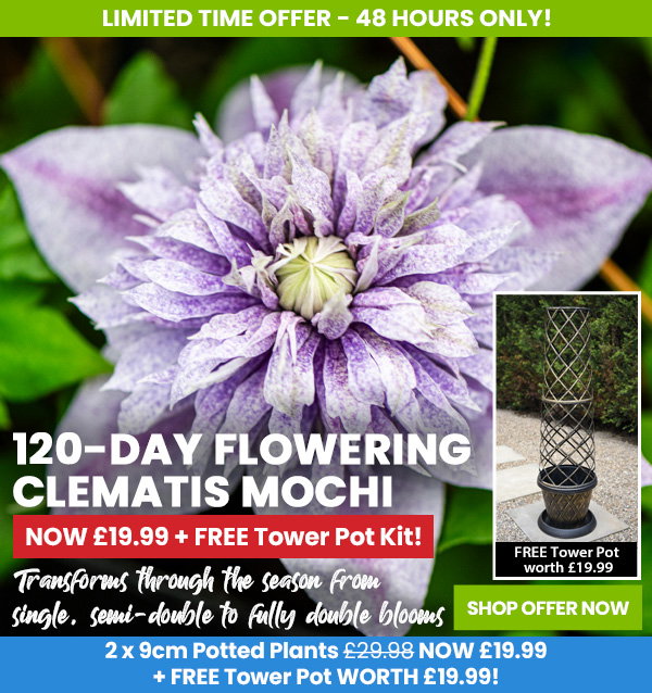 Clematis 'Mochi'