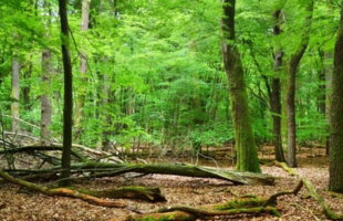Veluwe
