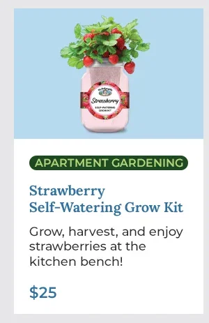 Strawberry Self-Watering Grow Kit