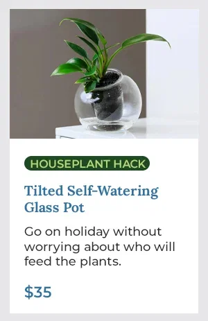 Tilted Self-Watering Glass Pot