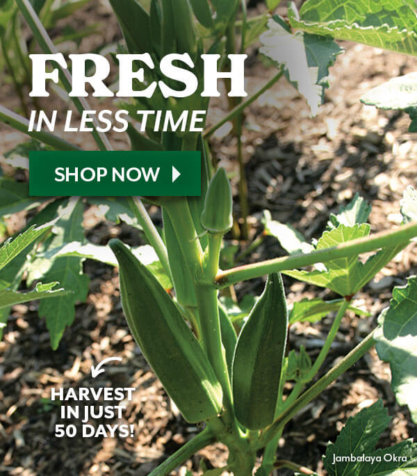 Fresh From Seed, Quick HARVESTS - STOCK UP TODAY