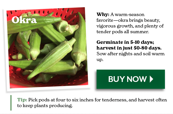 OKRA - Germinates in 5-10 days. Harvest in 50-80 days. BUY NOW