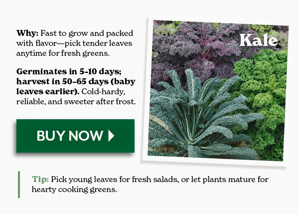 KALE - Germinates in 5-10 days; harvest in 50-65 - BUY NOW
