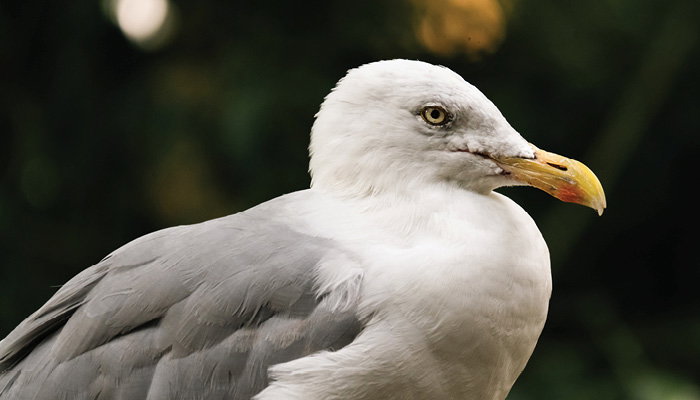 Sony FE 100-400mm - Feature 3