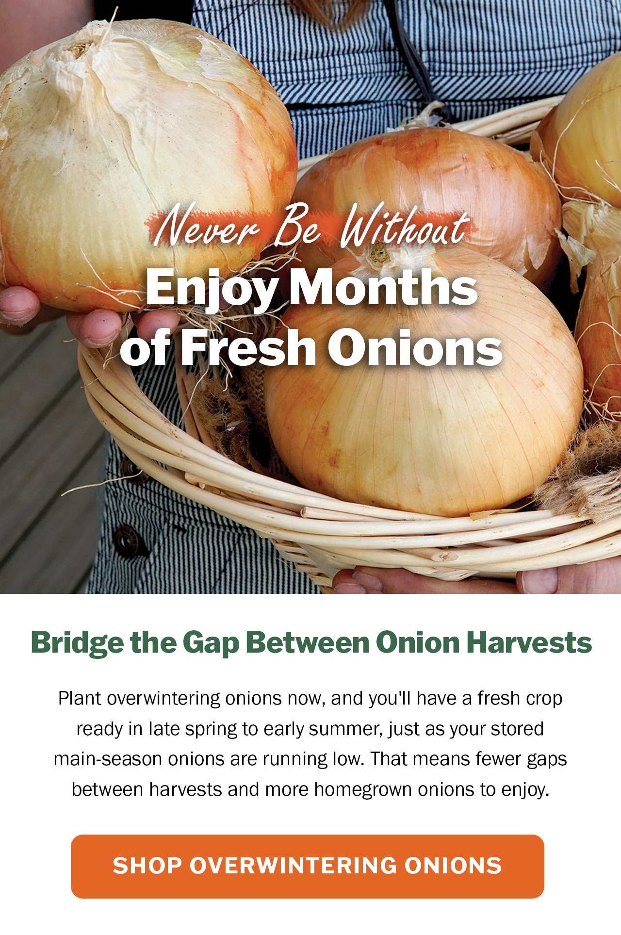 Shop our overwintering onion selection