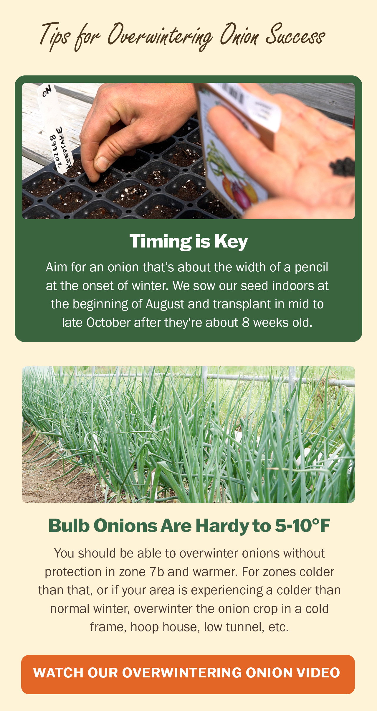 Watch our overwintering onion video