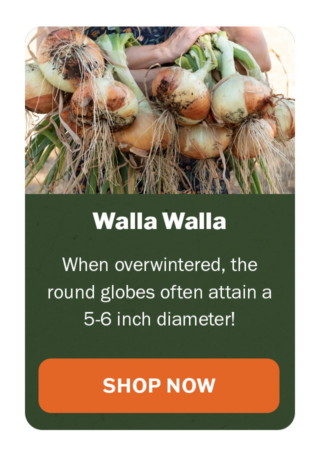 Walla Walla onion
