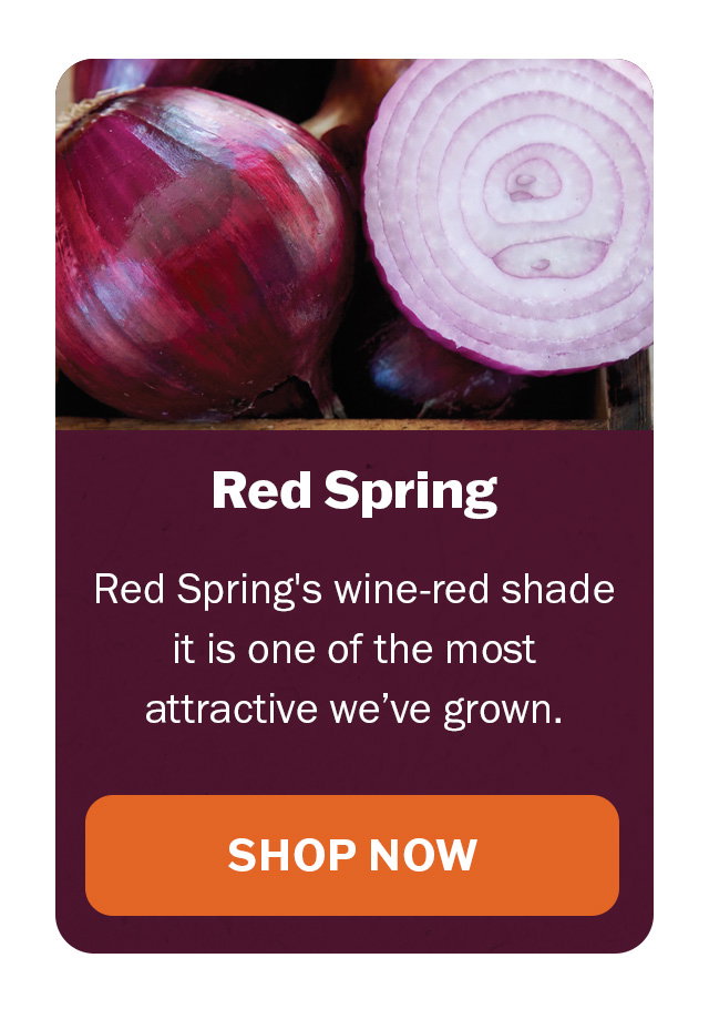 Red Spring onion