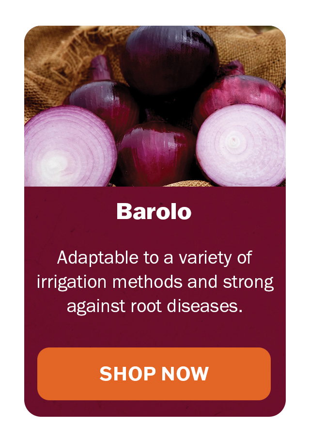 Barolo onion