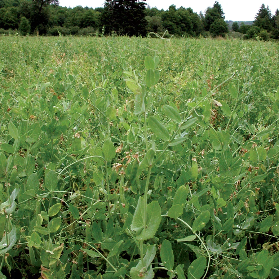 Image of Austrian Field Peas Cover Crop