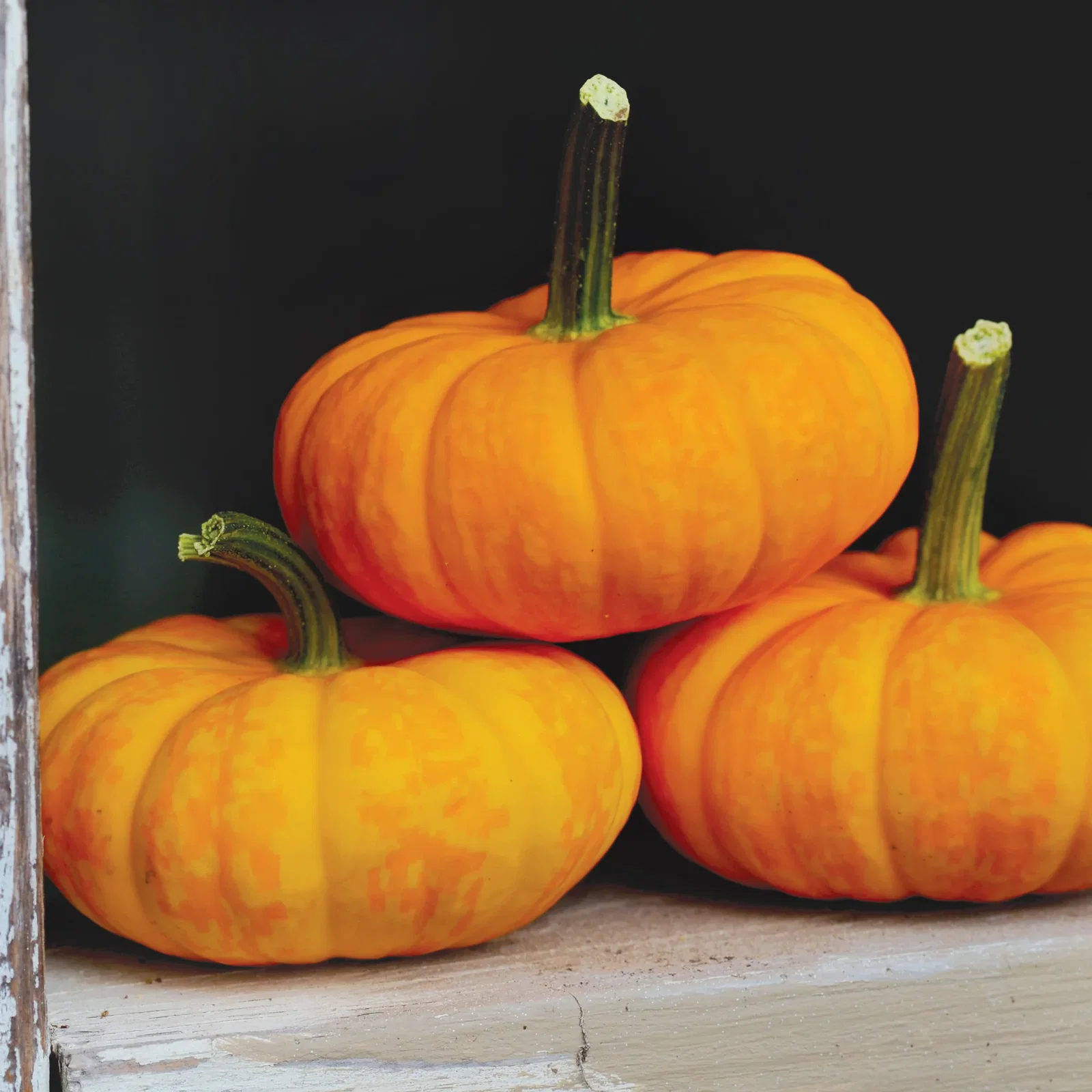Image of Jill Be Little Pumpkin