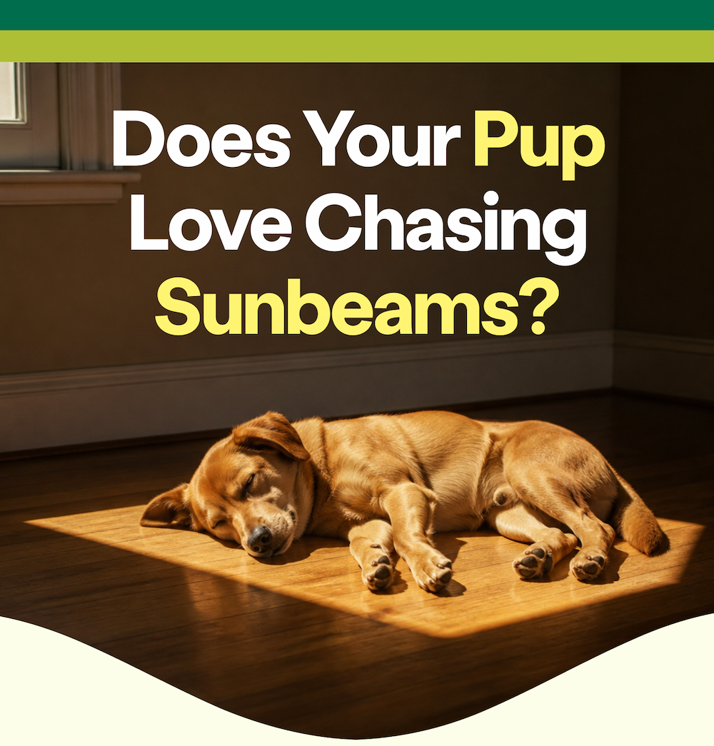 Does Your Pup Love Chasing Sunbeams? 