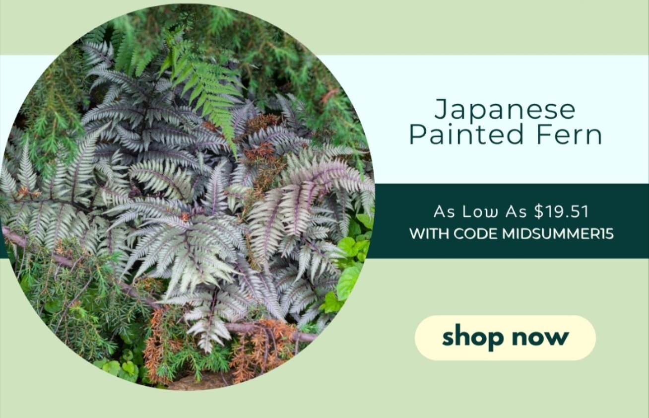 JAPANESE PAINTED FERN