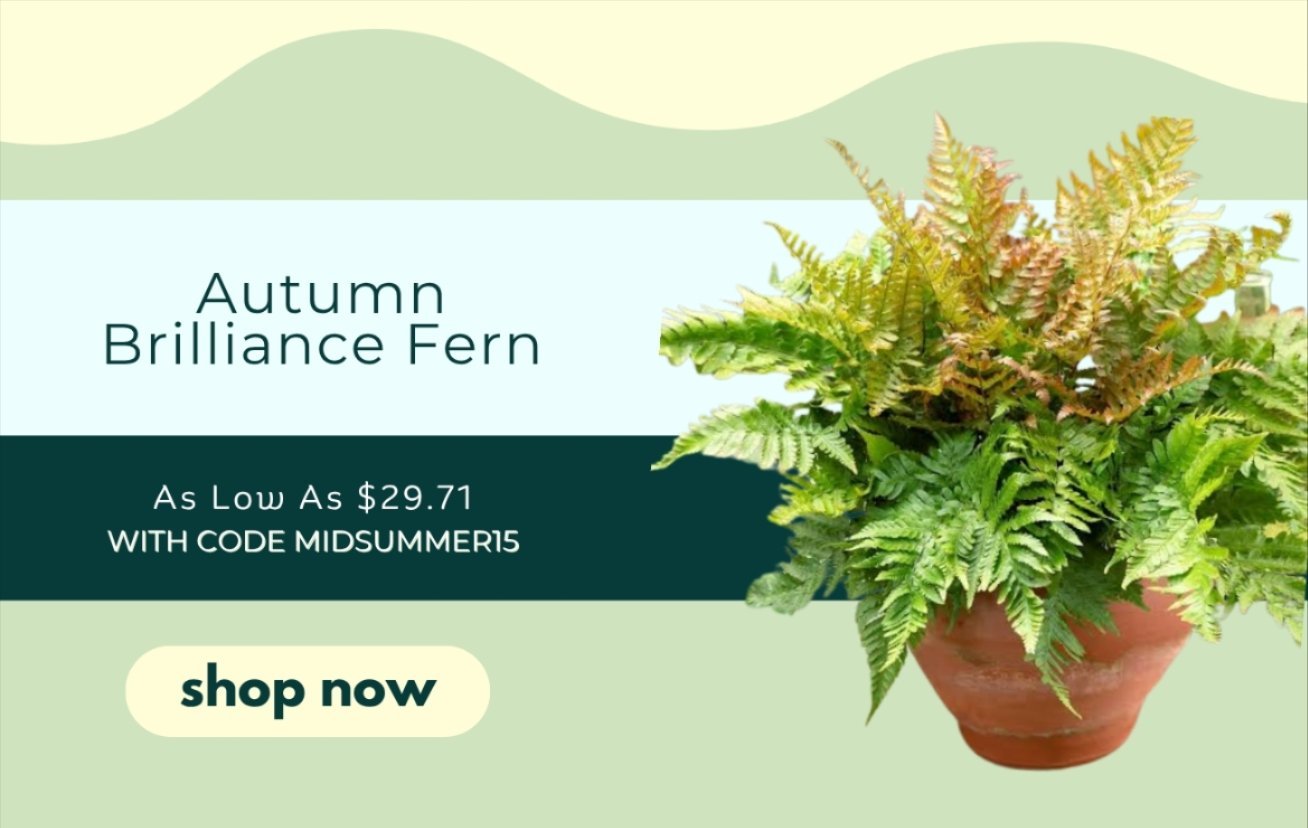 AUTUMN BRILLIANCE FERN