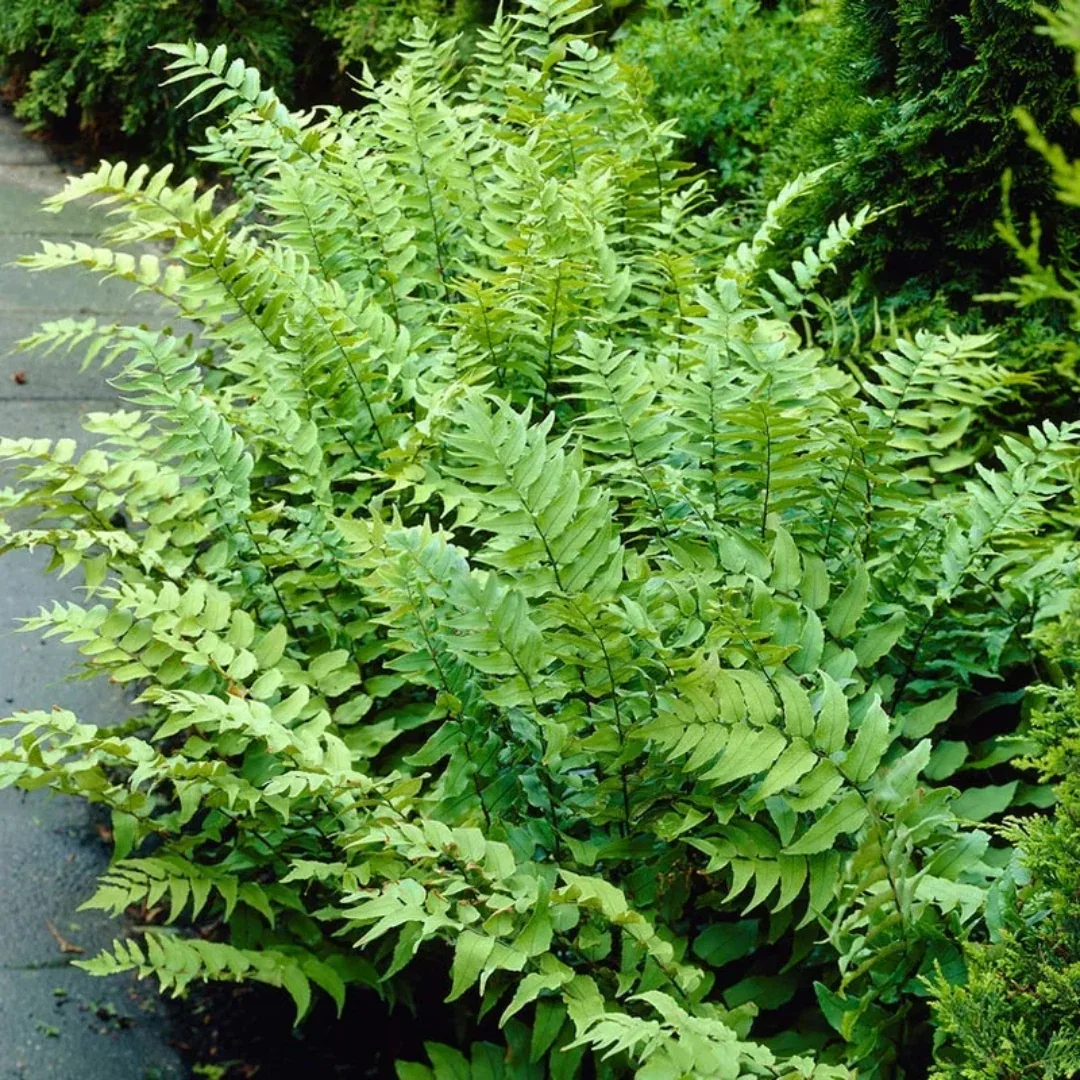 Fortune's  Holly Fern