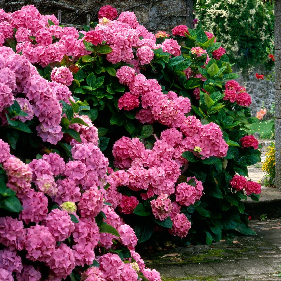  Summer Crush® Hydrangea