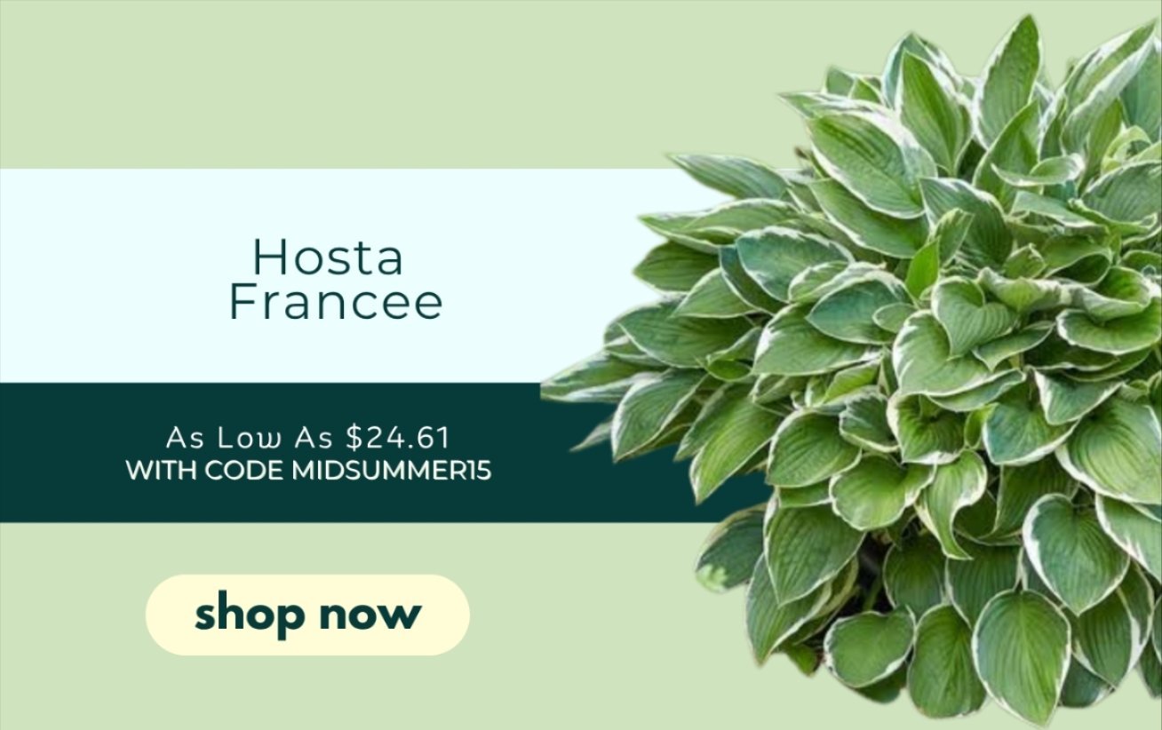 HOSTA FRANCEE