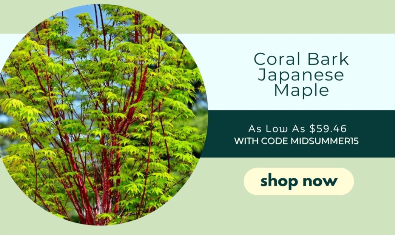 CORAL BARK JAP MAPLE
