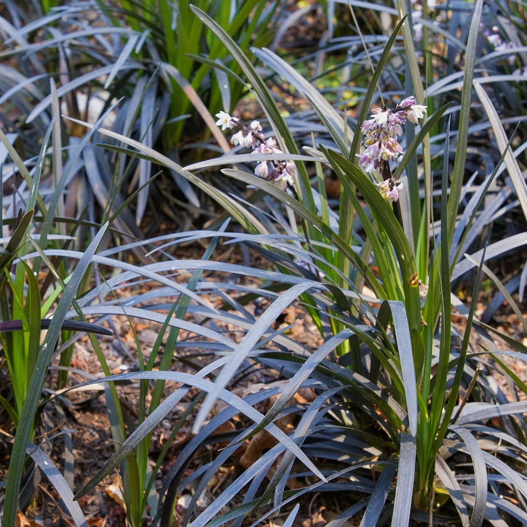 Black Mondo  Grass