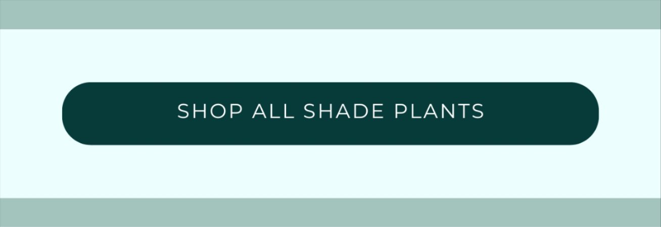 SHOP ALL SHADE PLANTS