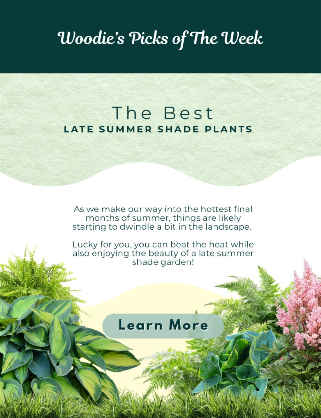 WOODIES PICKS: THE BEST LATE SUMMER SHADE PLANTS