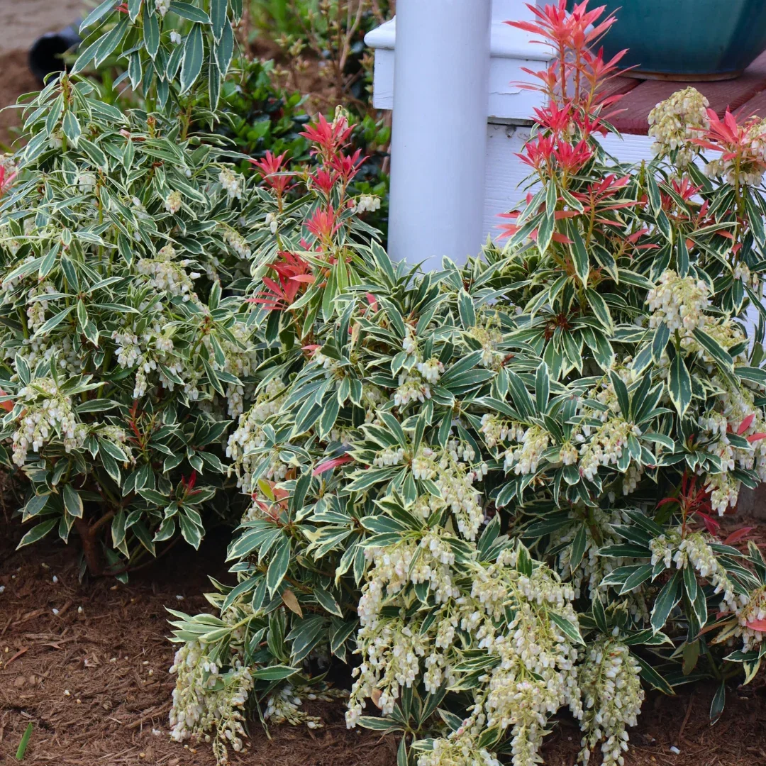 Flaming Silver  Pieris