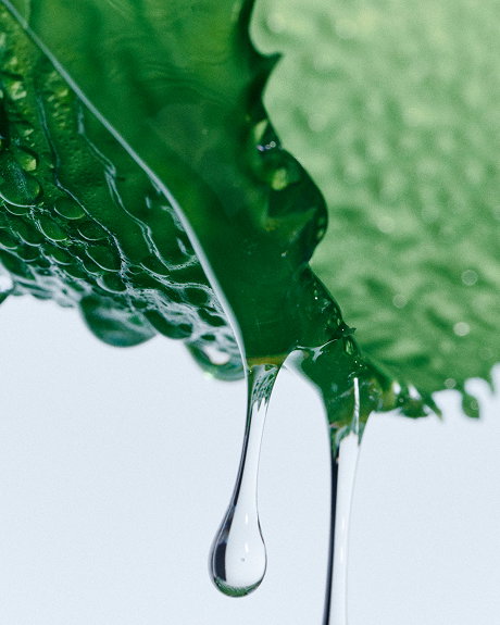 Chlorella extract
