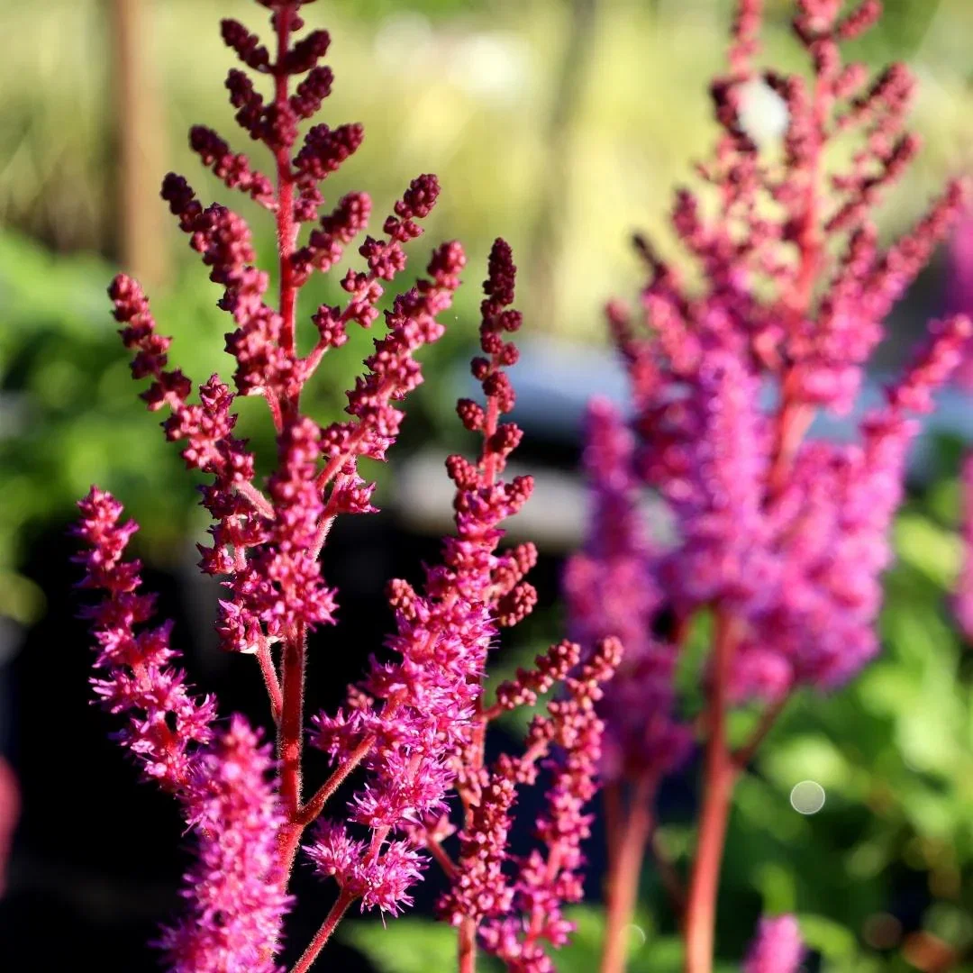 Image of Astilbe Vision in Red