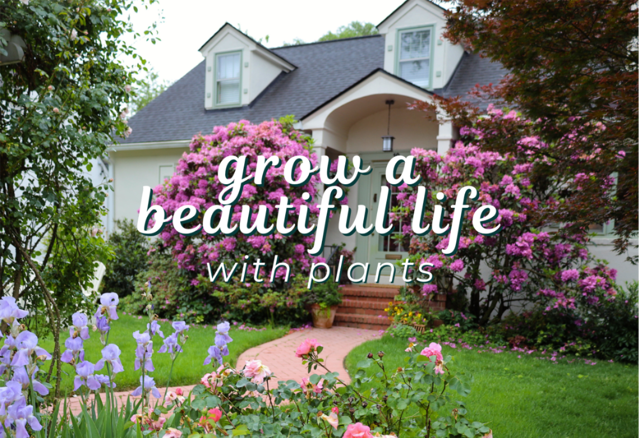 grow a beautiful life with plants