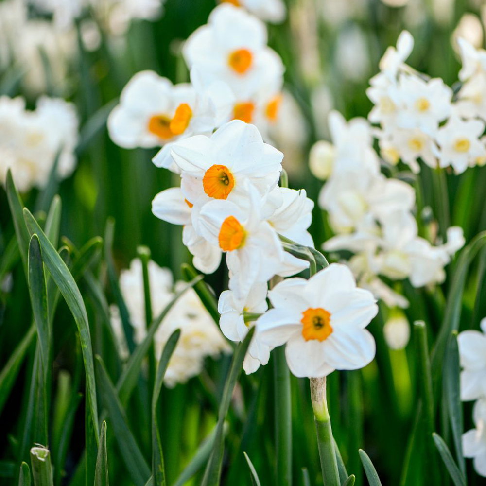 Narcissus 'Most Scented Mix'