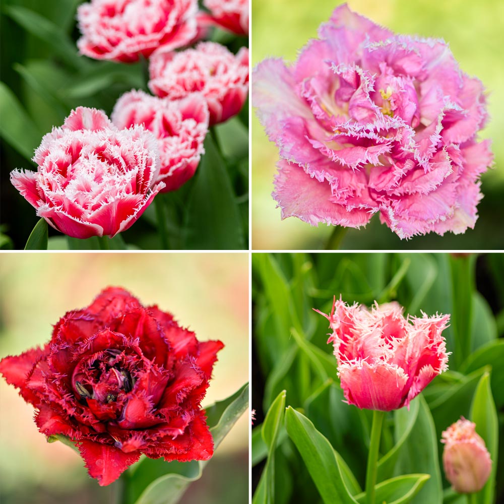 Tulip Frilly Fringed Collection