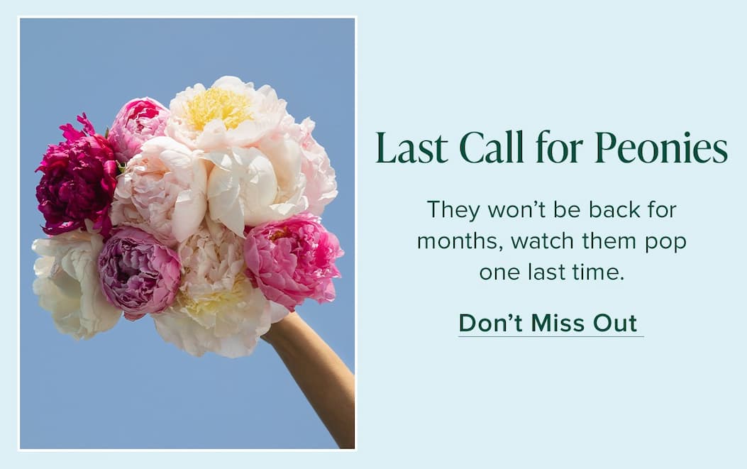 Last Call for Peonies. They won't be back for months, watch them pop one last time. Don't Miss Out