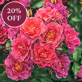 Cinco de Mayo™ Floribunda Rose

