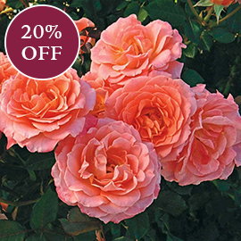 Jump For Joy Floribunda Rose
            