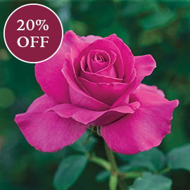 All My Loving Hybrid Tea Rose