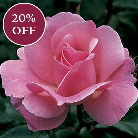 Queen Elizabeth Grandiflora Rose